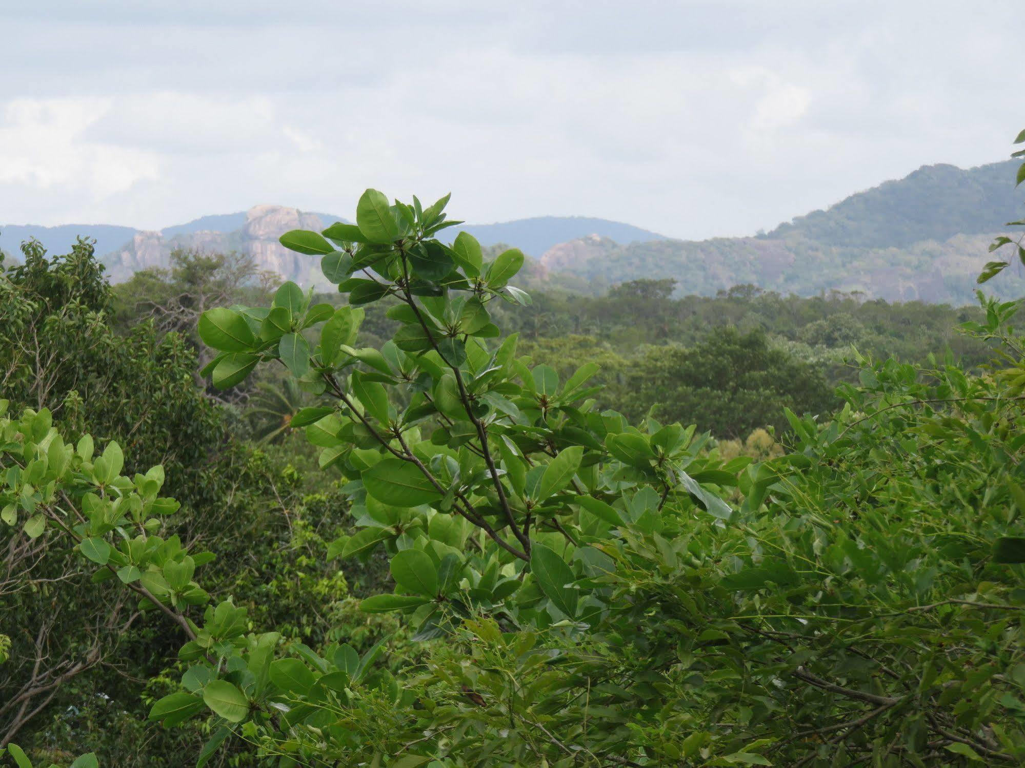 Nice Place Resort Dambulla Exterior foto